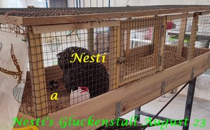 Nesti und Alpha in ihrem Gluckenstall im August 23